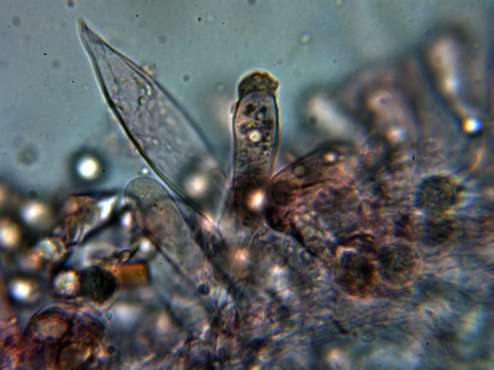 Microscopía de Russula olivacea - 10 - Pleuro 1